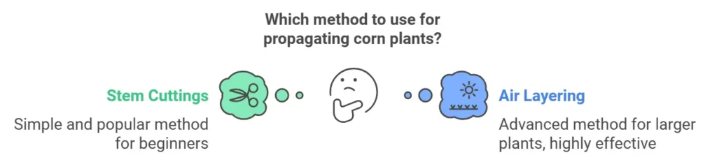 Corn plant propagation methods