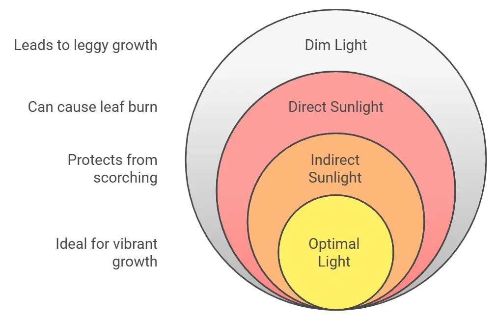 Moses Cradle Plant Light Requirements