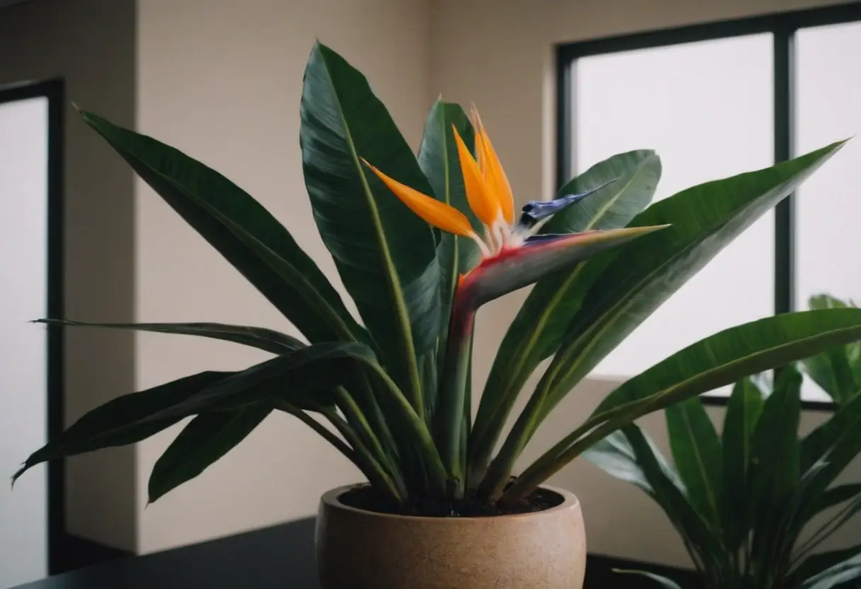 bird of paradise houseplant