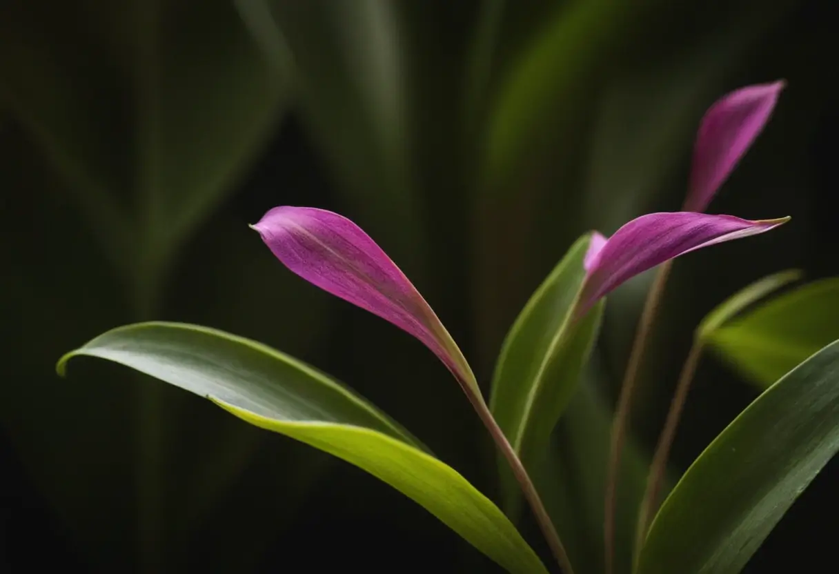 Moses Cradle plant