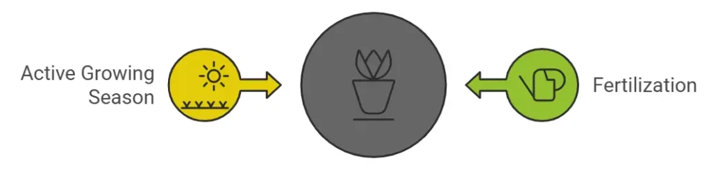 Fertilization for Pamacrystial Plant