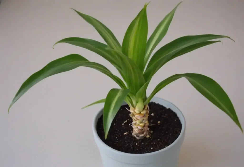 corn plant propagation. Dracaena fragrans