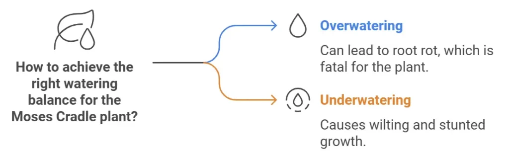 right watering balance for the Moses Cradle plant