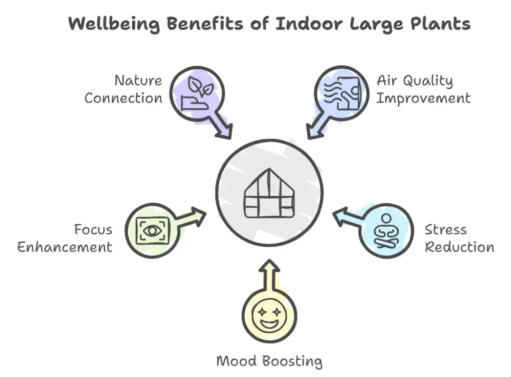 The Wellbeing Benefits of Indoor Large Plants