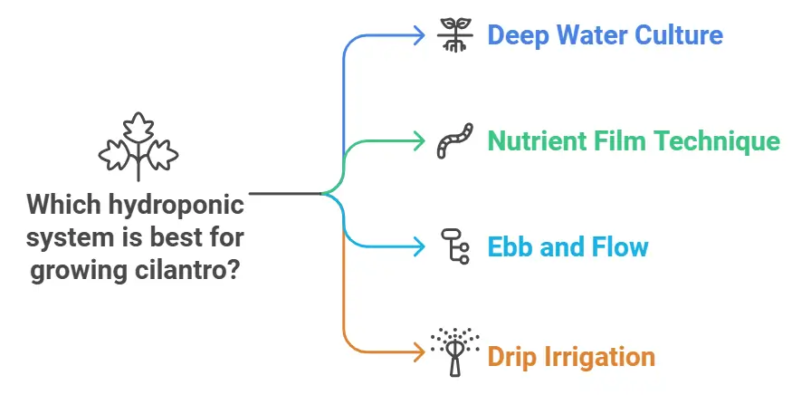 Choosing the Right Hydroponic System for Cilantro