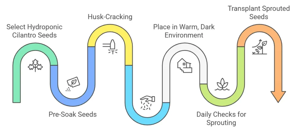 Germinating Hydroponic Cilantro Seeds