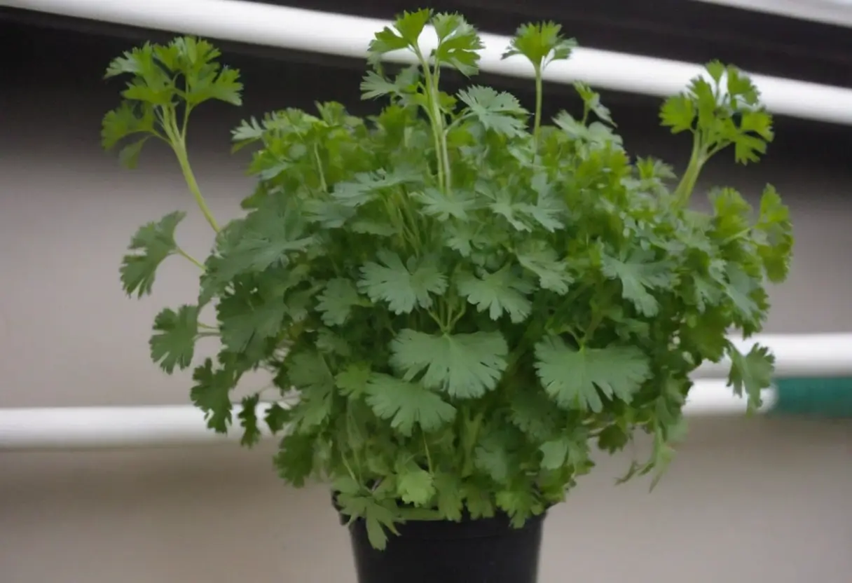 hydroponic cilantro