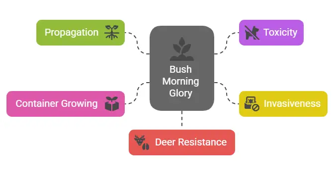 Practical Considerations for Bush Morning Glory
