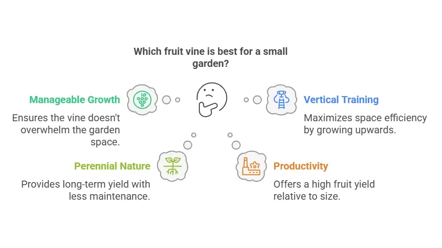 fruits that grow on vines - Which fruit vine is best for a small garden