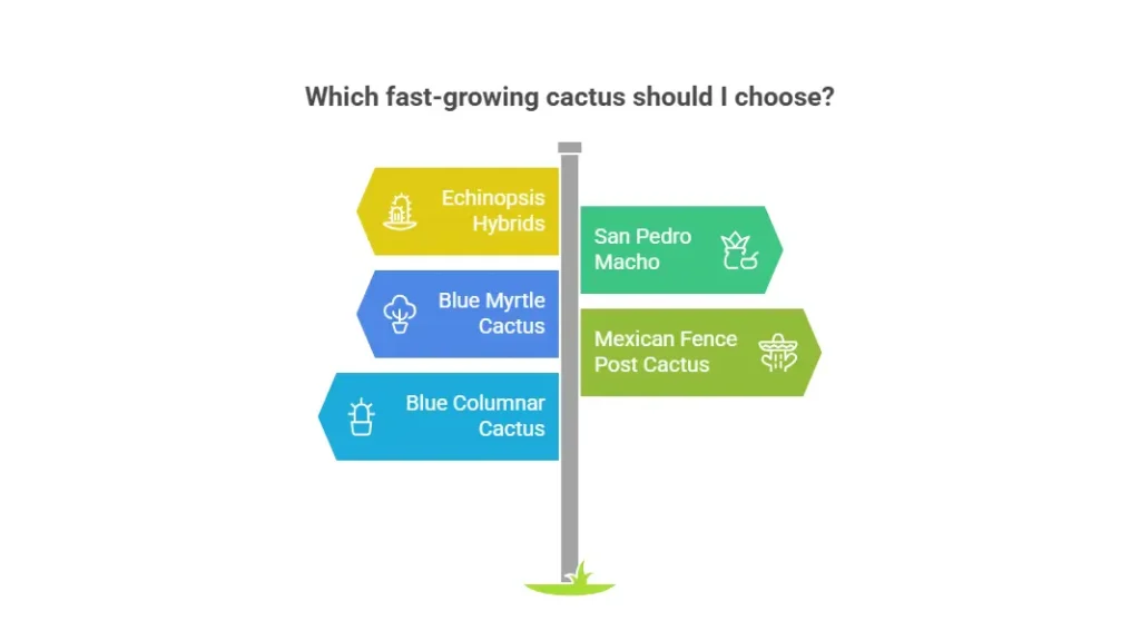 fast growing cactus plants