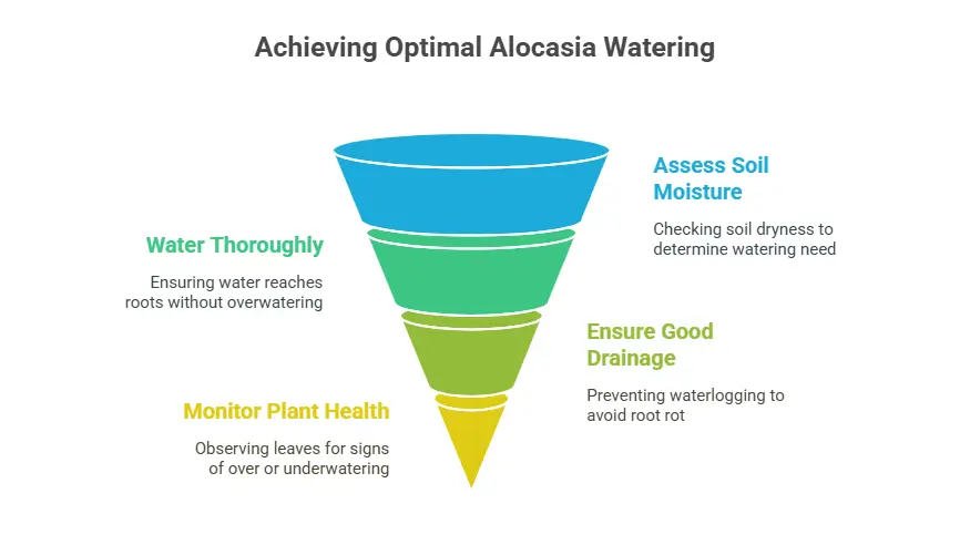 Achieving Optimal Alocasia Scalprum Watering