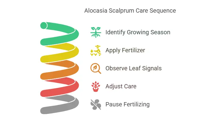 Alocasia Scalprum Care Sequence