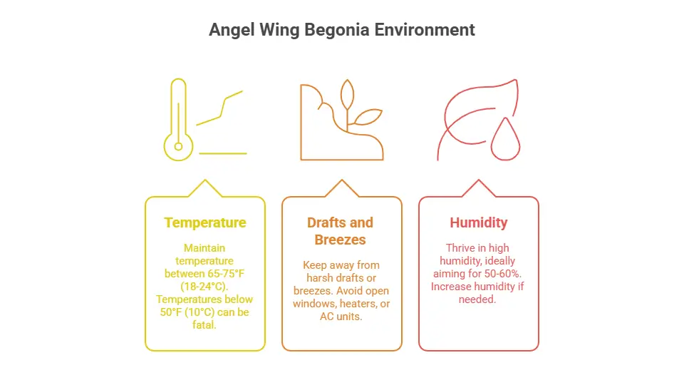 Angel Wing Begonia Plant Environment
