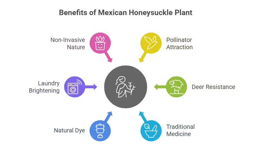 Benefits of Mexican Honeysuckle Plant
