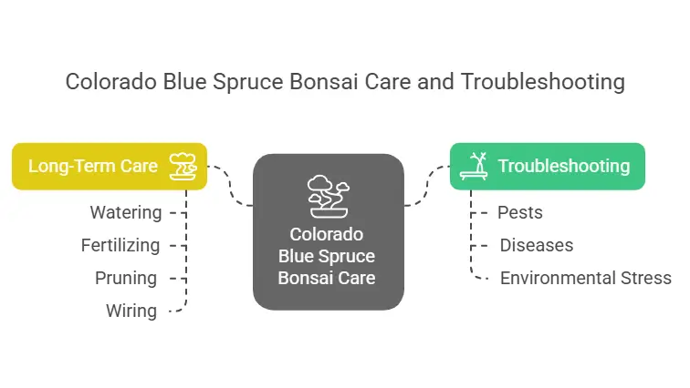 Colorado Blue Spruce Bonsai Care and Troubleshooting