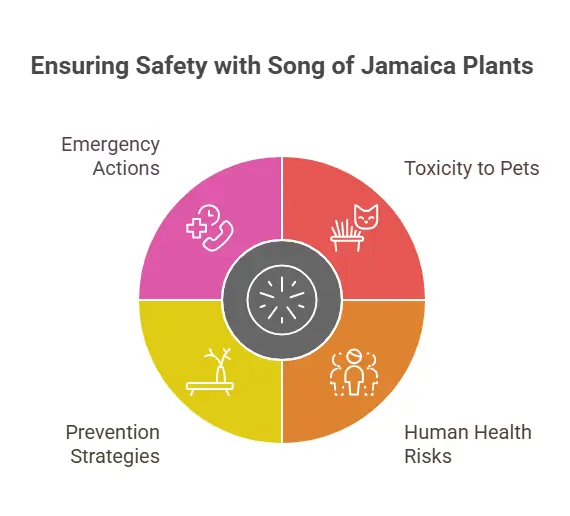 Ensuring Safety with Song of Jamaica Plants