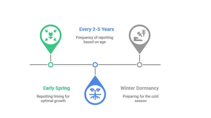 Ensuring Your Wisteria Bonsai's Health Through Repotting