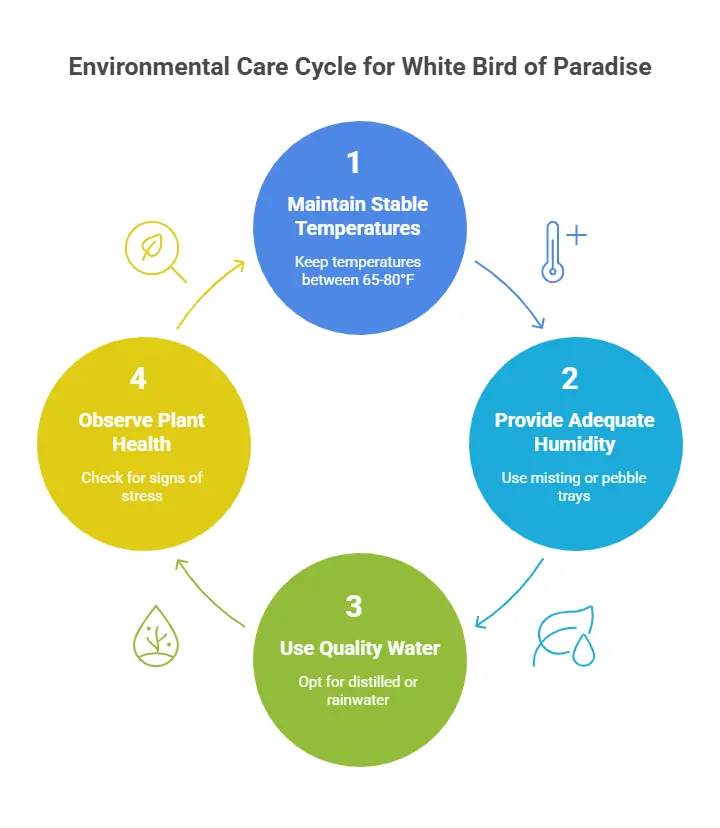 Environmental Care Cycle for White Bird of Paradise Care