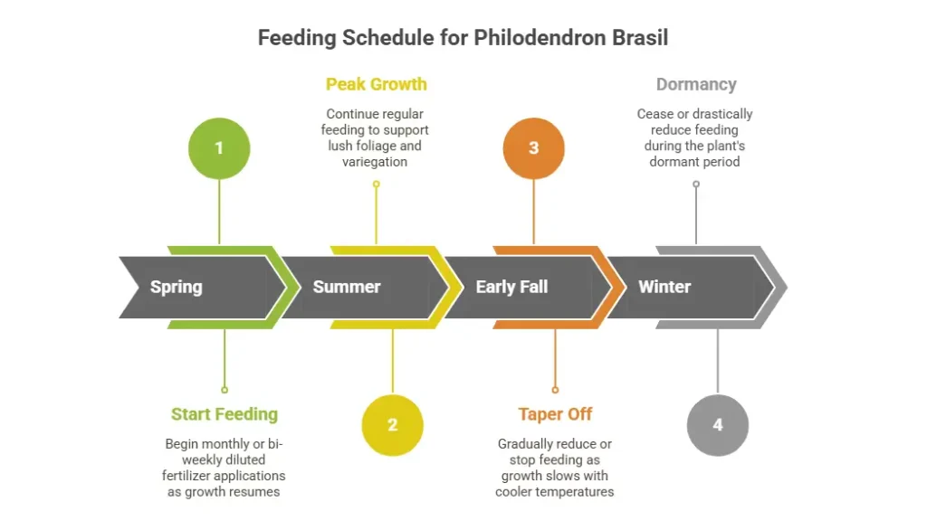 Feeding Schedule for Brasil Philodendron 
