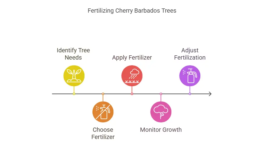 Fertilizing Cherry Barbados Trees