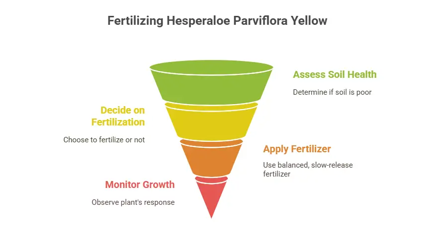 Fertilizing Hesperaloe Parviflora Yellow