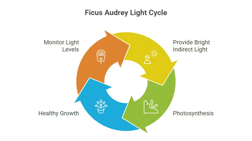 Ficus Audrey Bush Light Cycle