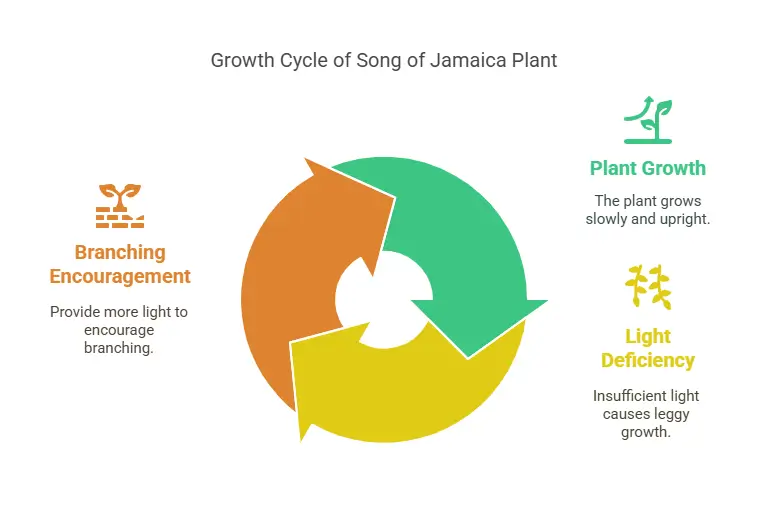 Growth Cycle of Song of Jamaica Plant