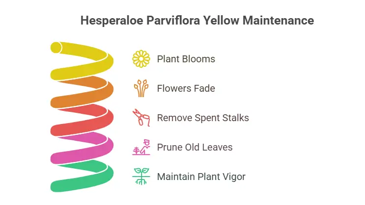 Hesperaloe Parviflora Yellow Maintenance
