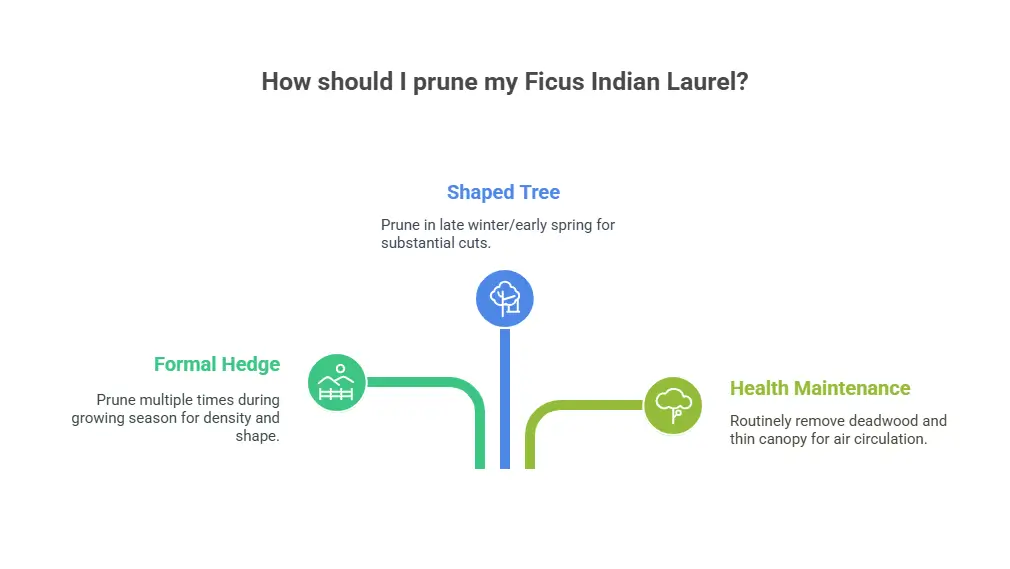 How should I prune my Ficus Indian Laurel
