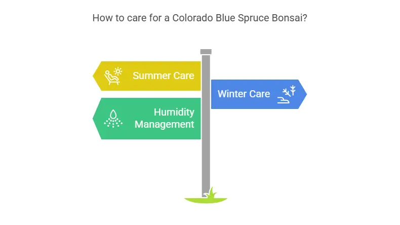 How to care for a Colorado Blue Spruce Bonsai?