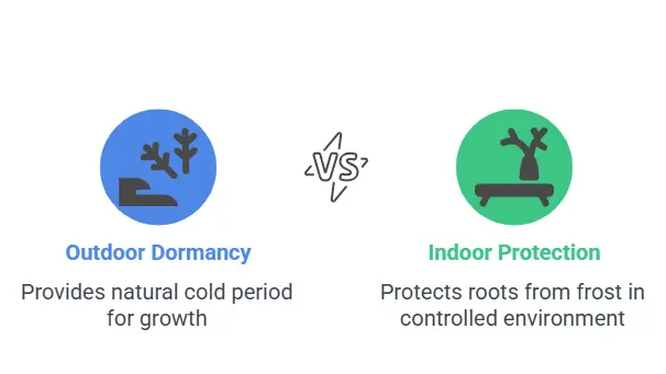 How to care for a Wisteria bonsai during winter