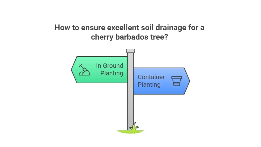 How to ensure excellent soil drainage for a cherry barbados tree?
