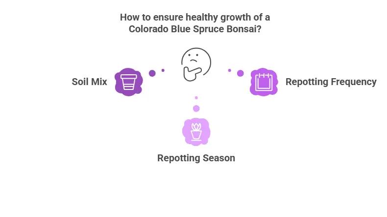 How to ensure healthy growth of a Colorado Blue Spruce Bonsai?