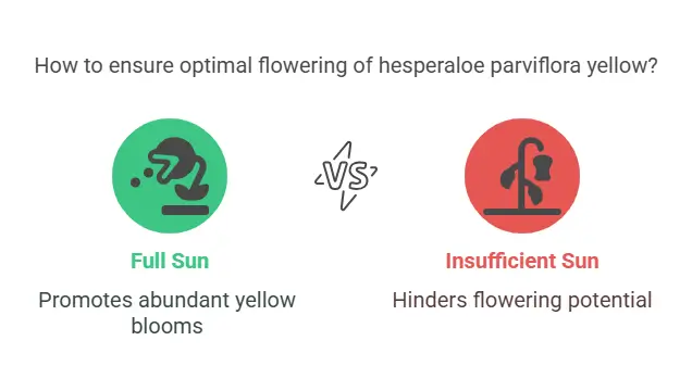 How to ensure optimal flowering of hesperaloe parviflora yellow
