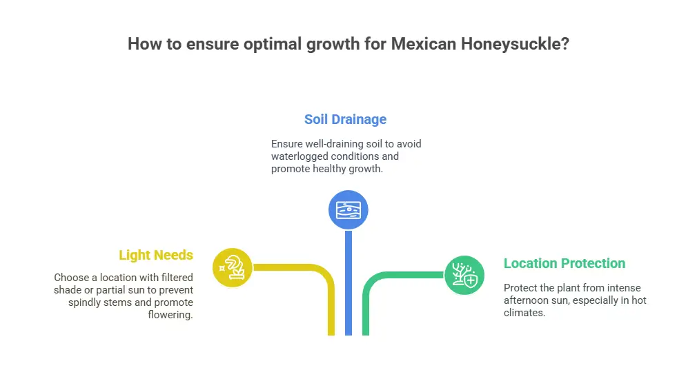 How to ensure optimal growth for Mexican Honeysuckle Plant