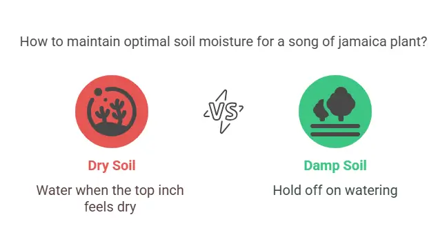 How to maintain optimal soil moisture for a song of jamaica plant