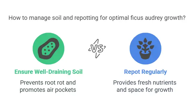 How to manage soil and repotting for optimal ficus audrey bush growth