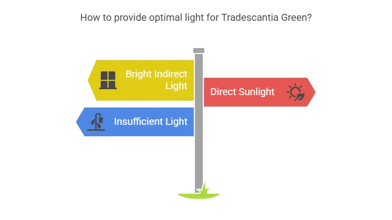 How to provide optimal light for Tradescantia Green
