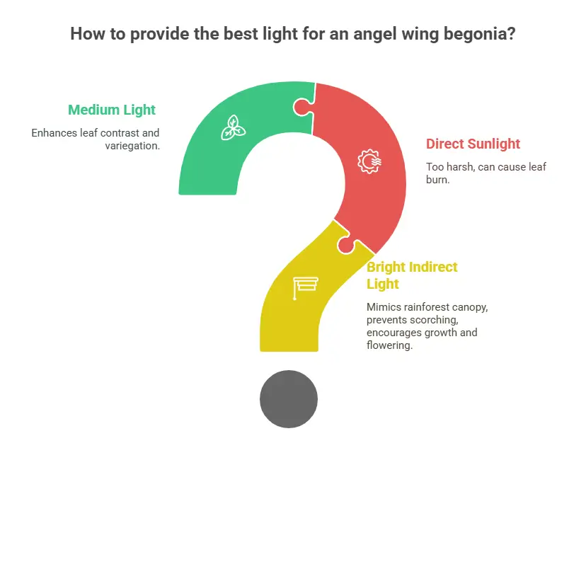 How to provide the best light for an angel wing begonia plant