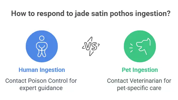 How to respond to jade satin pothos ingestion
