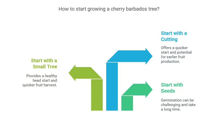 How to start growing a cherry barbados tree?