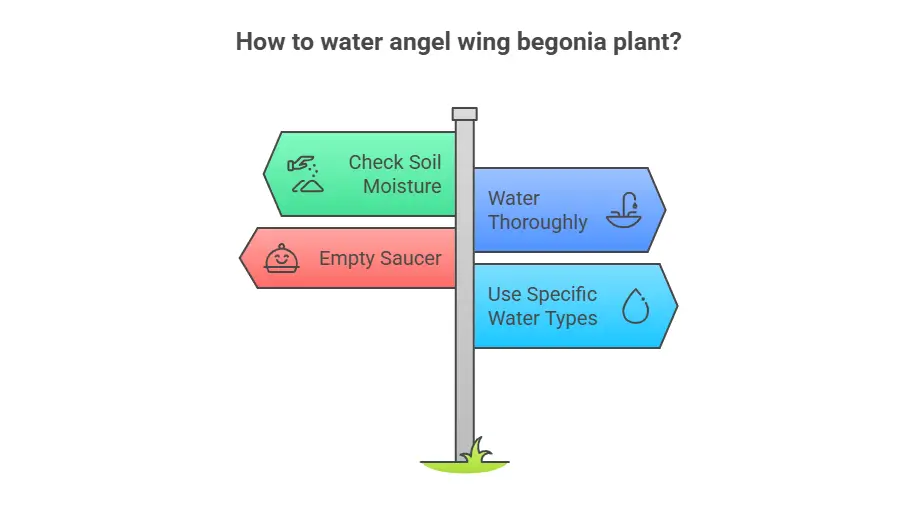 How to water angel wing begonia plant