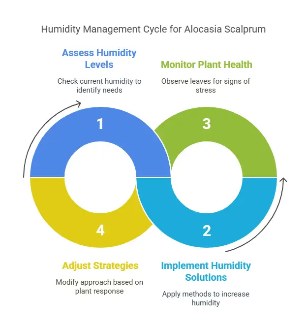 Humidity Management Cycle for Alocasia Scalprum