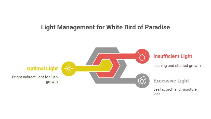 Light Management for White Bird of Paradise Care