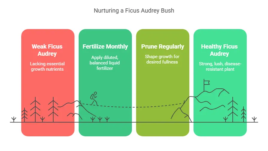 Nurturing a Ficus Audrey Bush