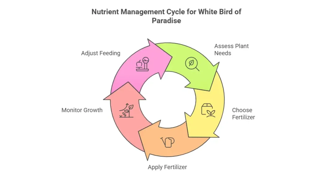 Nutrient Management Cycle for White Bird of Paradise Care