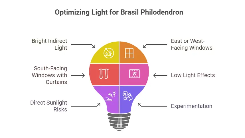 Optimizing Light for Brasil Philodendron