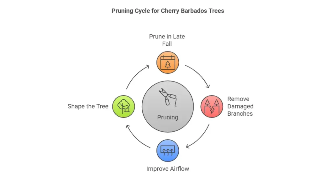 Pruning Cycle for Cherry Barbados Trees