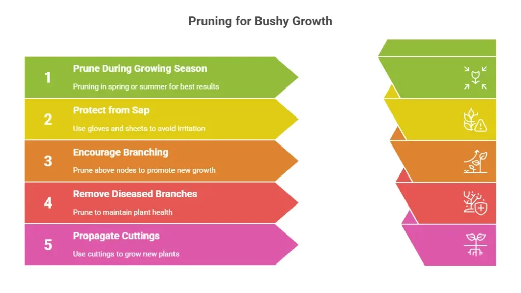 Pruning ficus audrey bush for Bushy Growth