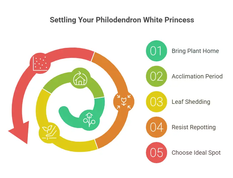 Settling Your Philodendron White Princess